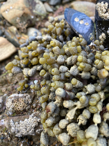 Hormosira banksii observed 2026-10-27