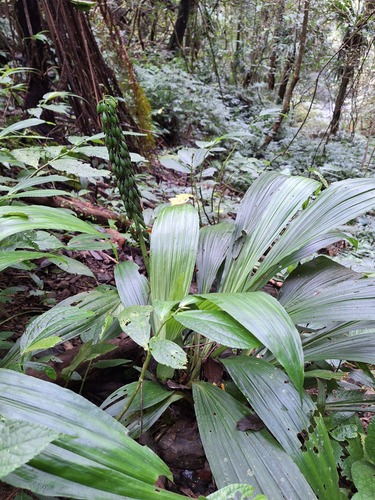 Calanthe observed 2026-10-26