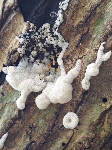 Ceratiomyxa fruticulosa observed 2026-10-26