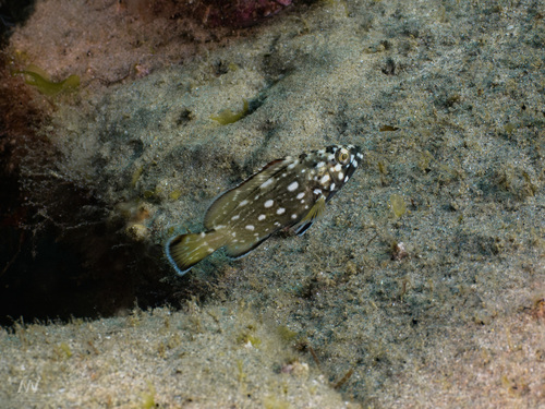 Epinephelus observed 2026-10-26