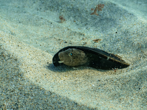 Balistes polylepis observed 2026-10-26
