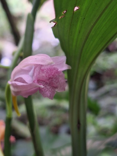 Calanthe observed 2026-10-26