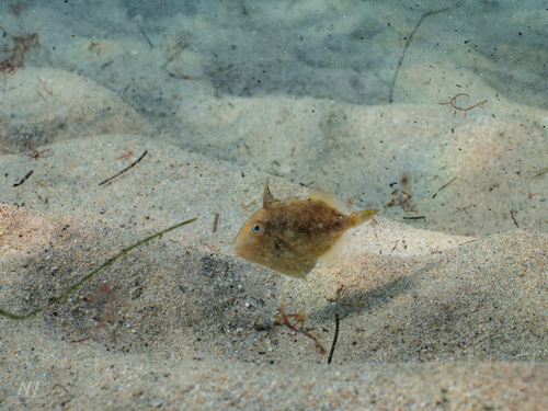 Balistes polylepis observed 2026-10-26