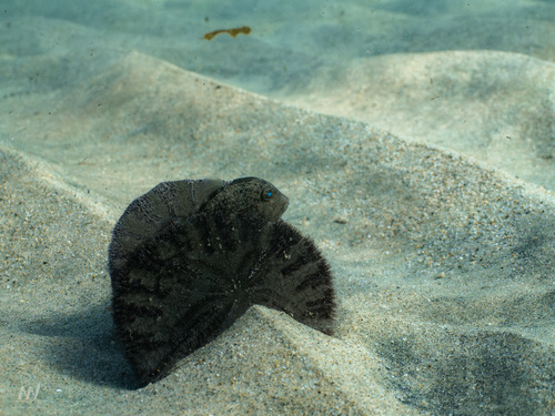 Balistes polylepis observed 2026-10-26