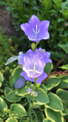 Campanula persicifolia