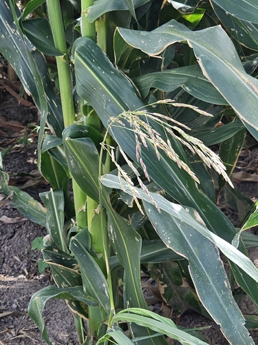 Sorghum halepense observed 2026-10-26
