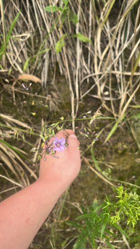 Arthropodium observed 2026-10-27