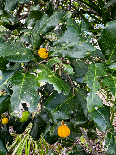 Cupaniopsis observed 2026-10-27