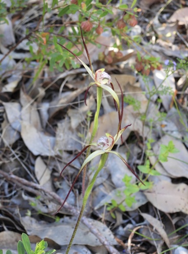 Abbreviata observed 2026-10-27