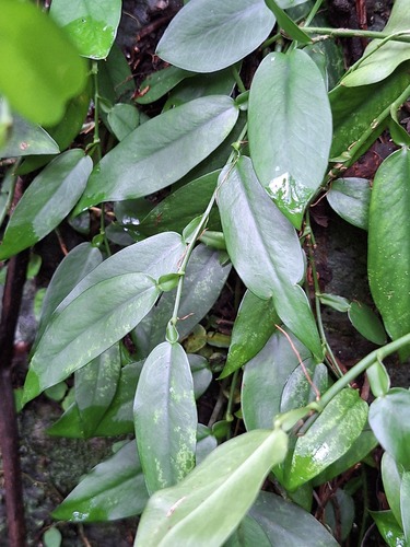 Pothos observed 2026-10-26