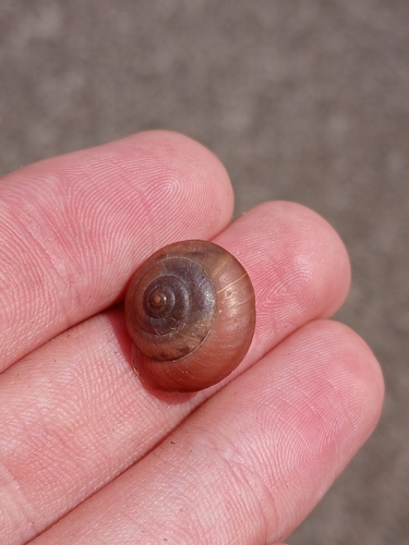 Bradybaena similaris observed 2026-10-27