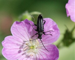 Stictoleptura canadensis