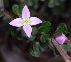 Boronia algida