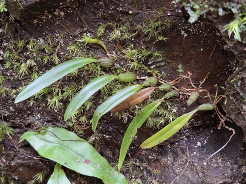 Bulbophyllum observed 2026-10-26
