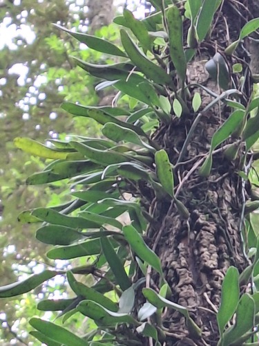 Bulbophyllum observed 2026-10-26