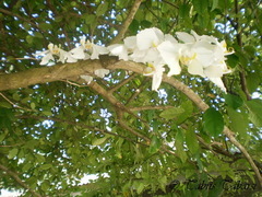 Phalaenopsis amabilis