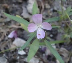 Clarkia bottae