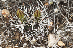 Echinocereus davisii
