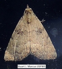 Arugisa latiorella