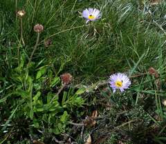 Brachyscome spathulata spathulata