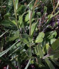 Brachyscome spathulata spathulata