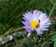 Brachyscome spathulata spathulata