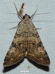 Bulia deducta