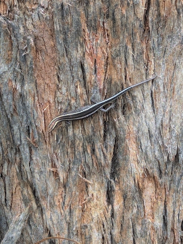 Cryptoblepharus observed 2026-10-27