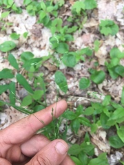 Poa alsodes