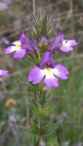 Image of Euphrasia caudata by (c) Russell Best, some rights reserved (CC BY)