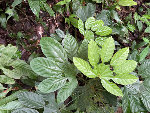 Trevesia burckii observed 2026-10-27