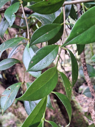 Aeschynanthus observed 2026-10-26
