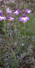 Euphrasia caudata