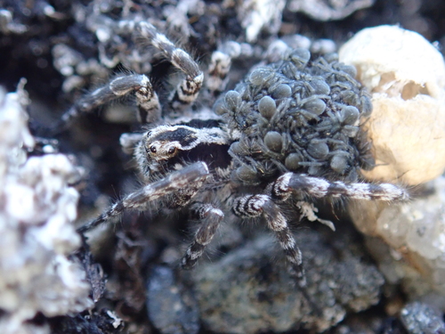 Alopecosa exasperans