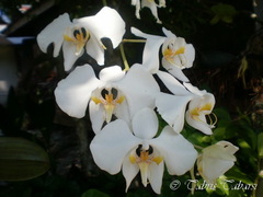 Phalaenopsis amabilis