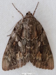 Catocala agrippina