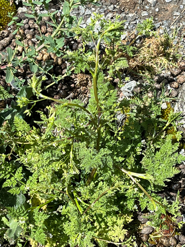 Anthriscus caucalis observed 2026-10-27