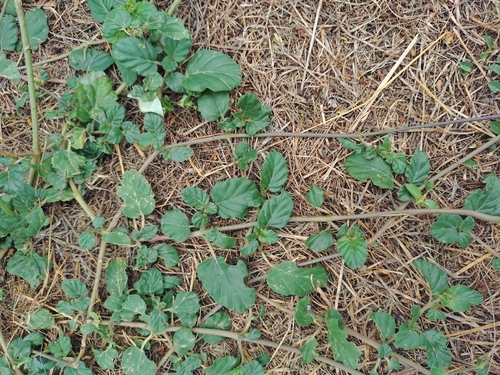 Boerhavia diffusa observed 2026-10-27