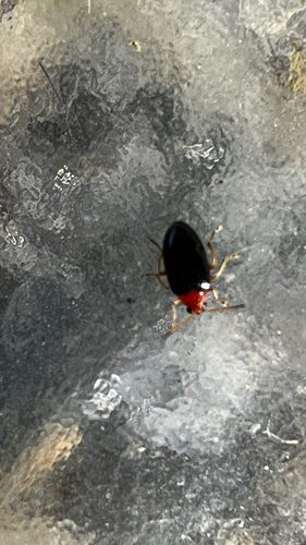 Monolepta observed 2026-10-27