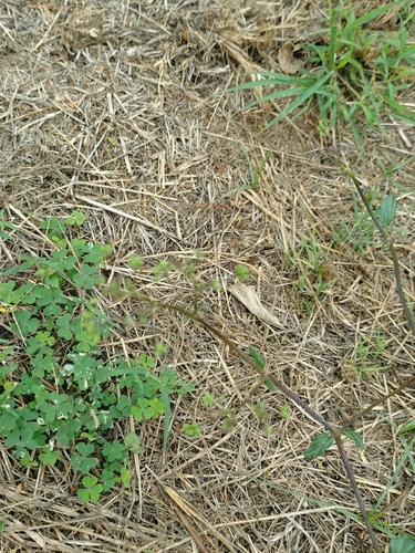 Boerhavia diffusa observed 2026-10-27