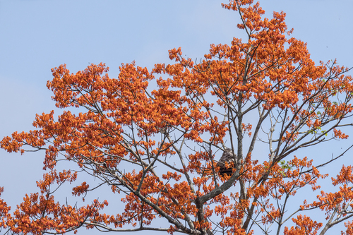 Sterculia observed 2026-10-25