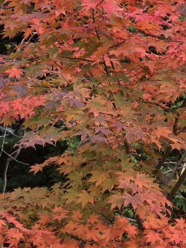 Acer palmatum observed 2026-10-27