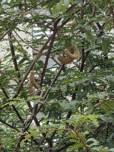 Tamarindus indica observed 2026-10-25