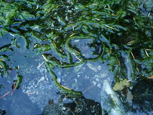 Ulva intestinalis observed 2026-10-23