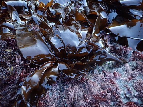 Hedophyllum sessile observed 2026-10-23