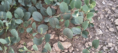 Capparis spinosa observed 2026-10-25