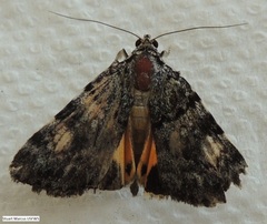 Catocala amica