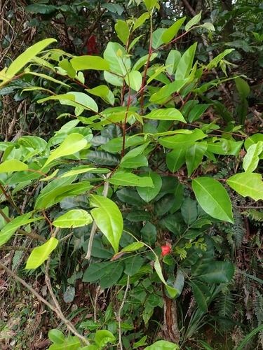 Synoum glandulosum observed 2026-10-27