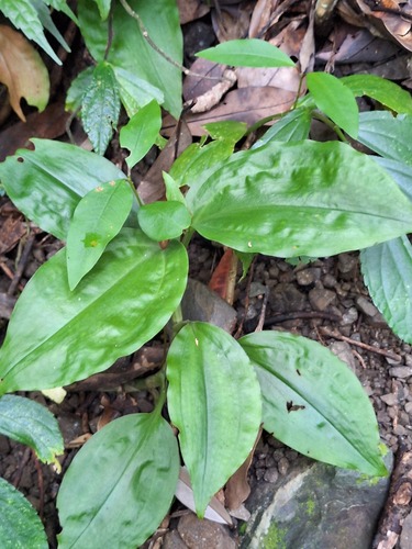 Goodyera rubicunda observed 2026-10-26
