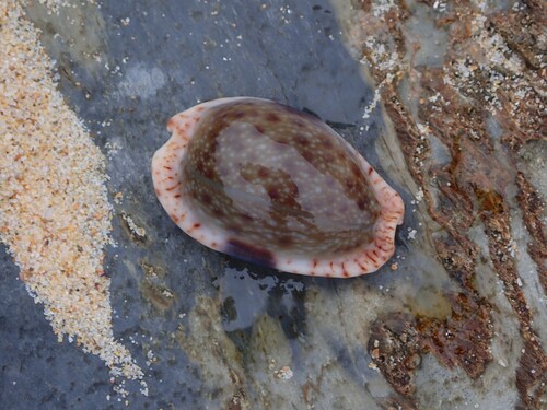 Cypraea erosa observed 2026-10-27